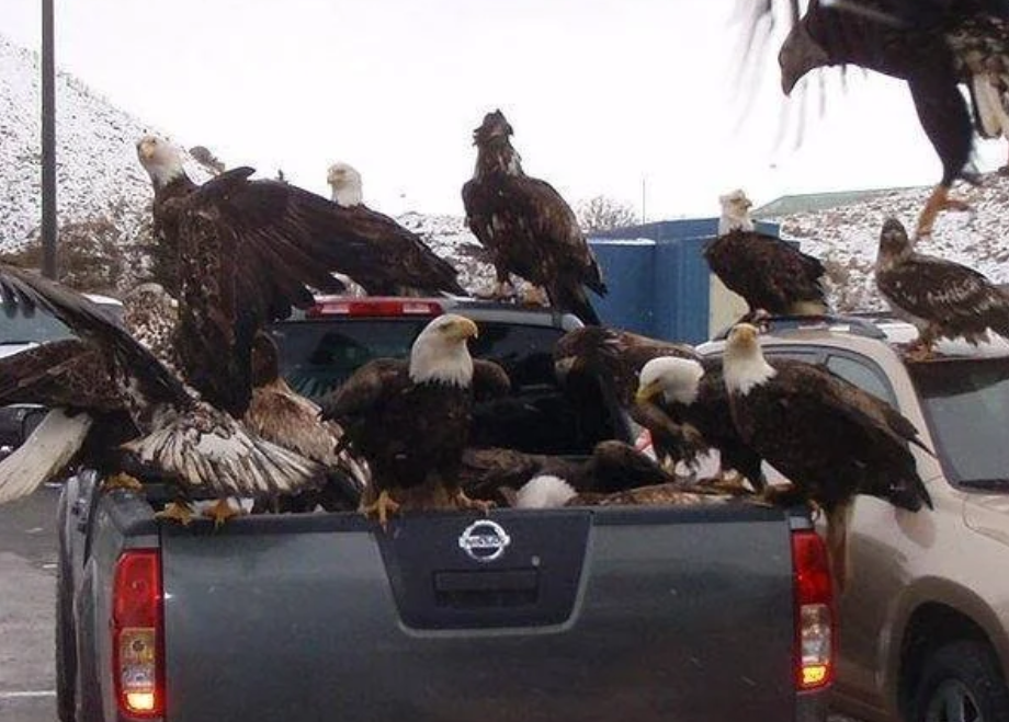 Halcones en Alaska roban comida a un auto ataque porque son plaga