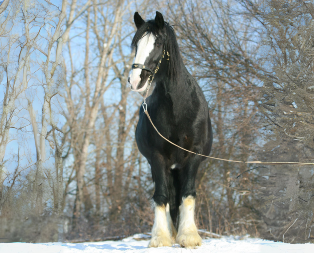 caballo raza shire, negro y blanco, en la nieve