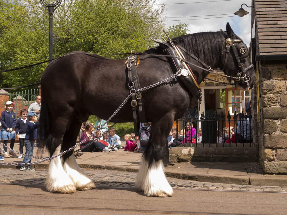 caballo de raza shire.