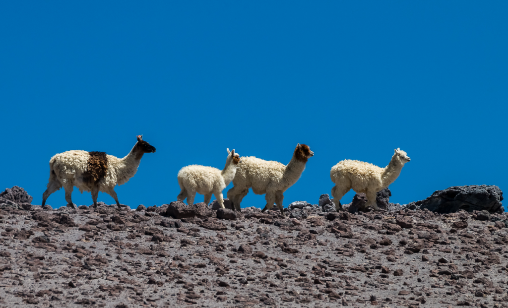 llamas en bolivia alpacas caminando con el cielo azul