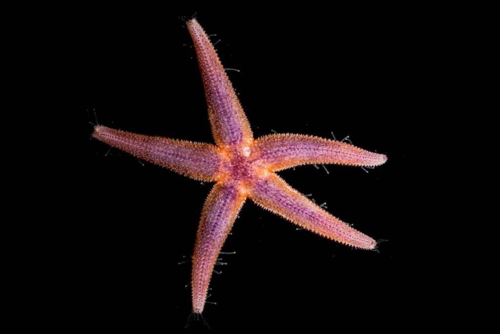 estrella de mar rosa con fondo negro