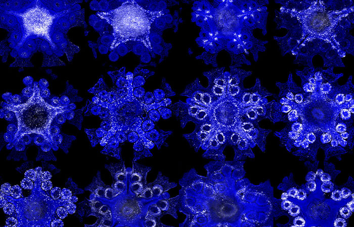 radiografía de las estrellas de mar, en tonos azules
