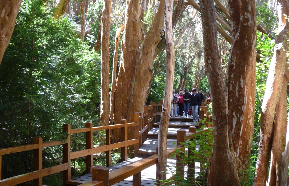 Bosque de arrayanes en el parque nacional más pequeño de Argentina. 