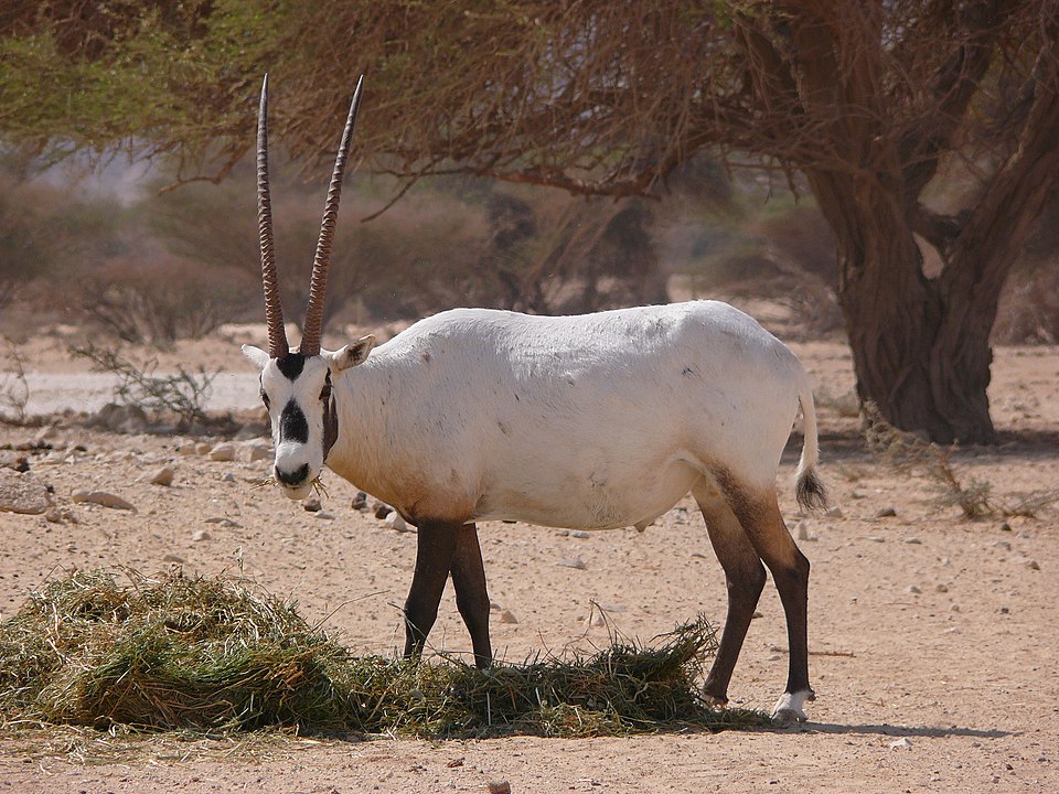 Aspecto de un oryx de Arabia. 