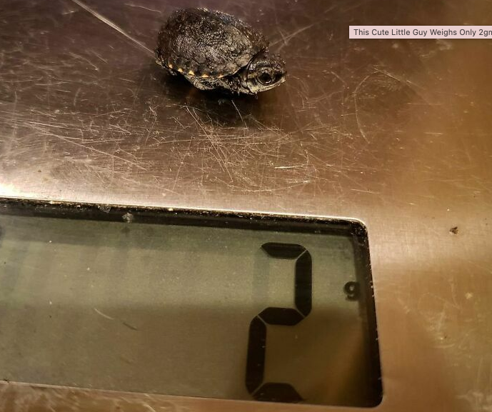 tortuga bebé en una balanza que pesa 2 gramos