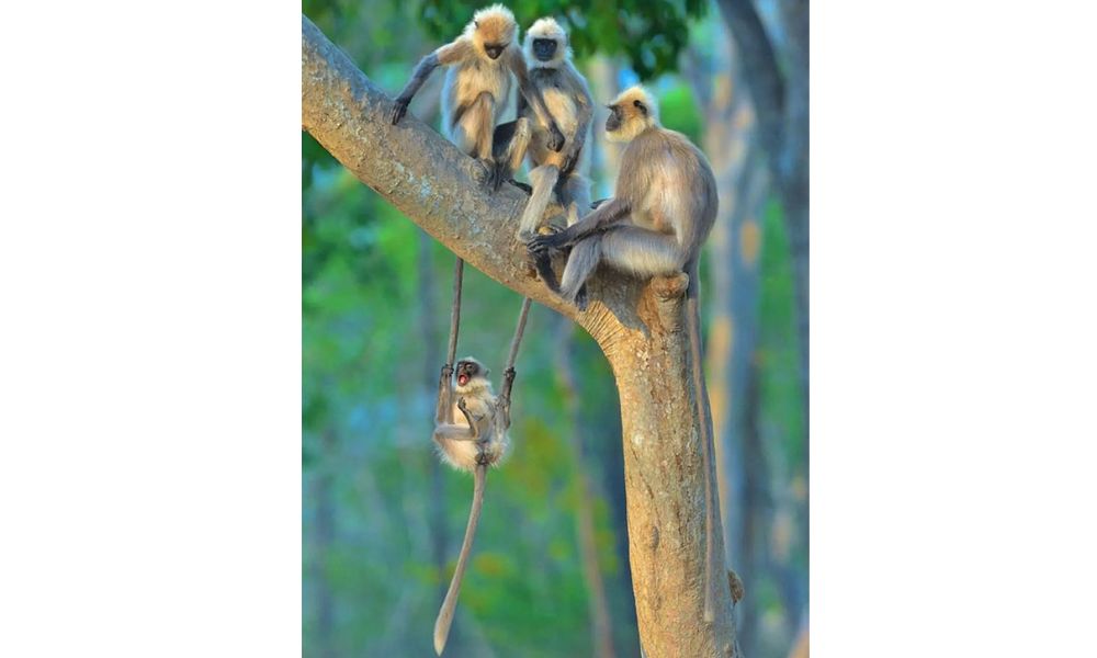 monos en un árbol