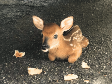 ciervo bebé tierno animal tierno adorable