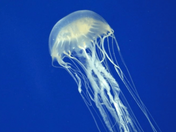 aguavivas aguaviva agua viva medusa blanca en el mar nadando transparente