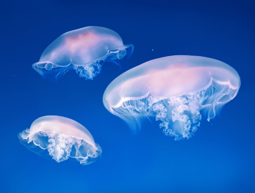 tres medusas aguaviva nadando hacia arriba con tonos lilas rosas sobre mar azul
