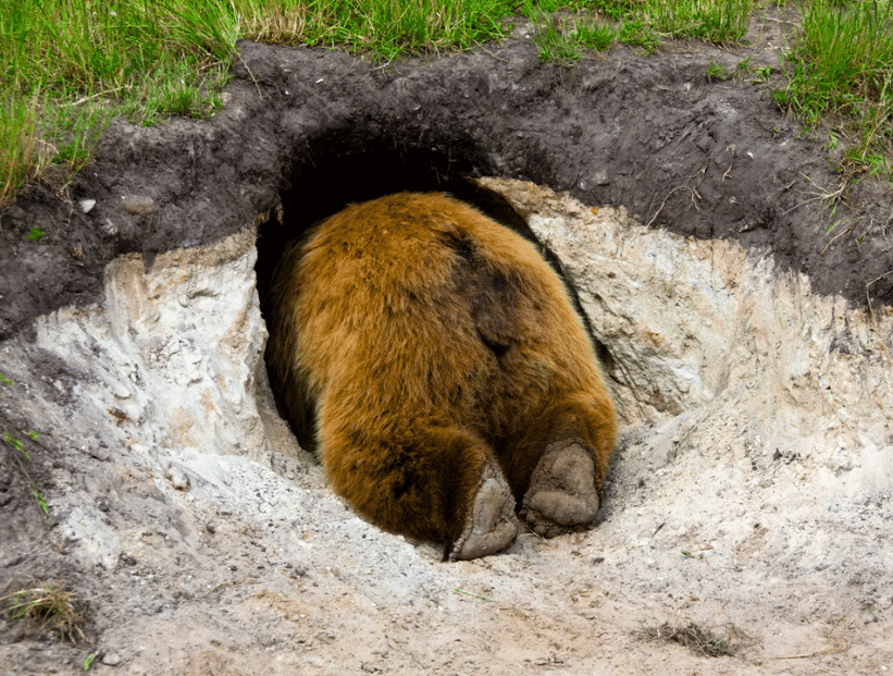la parte de atrás de un oso y las patas, mostrando que hay un oso mitad metido en una cueva. tierno adorable. hibernar hibernación invernar invernación