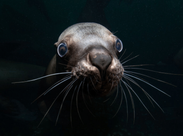 fotografía submarina una foca muy de cerca primer plano en el mar oscuro en fondo negro oscuridad