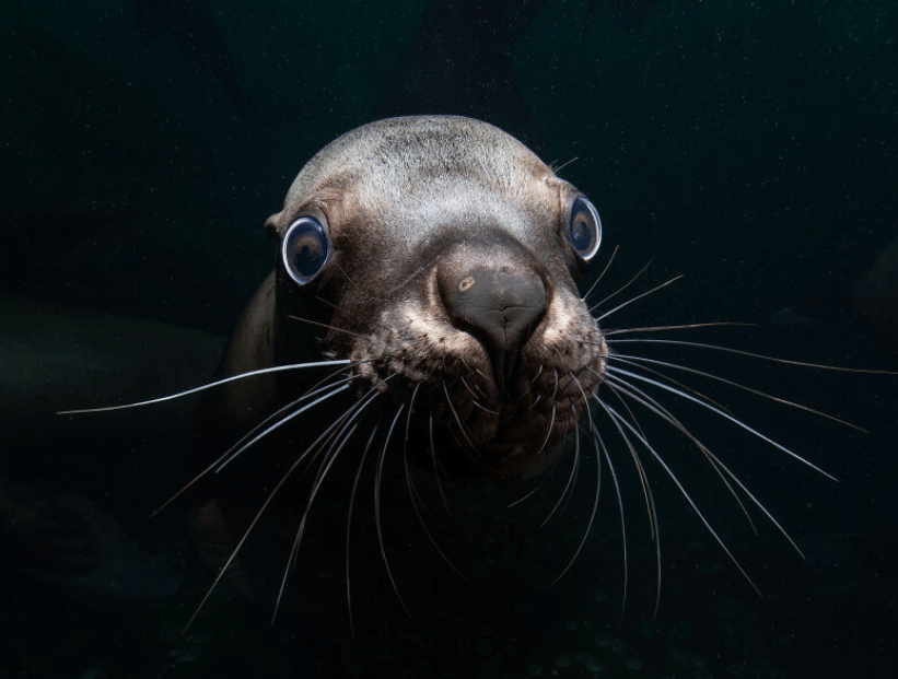 fotografía submarina una foca muy de cerca primer plano en el mar oscuro en fondo negro oscuridad
