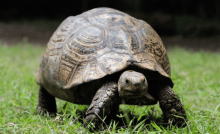 una tortuga con caparazón grande sobre el pasto verde en un patio. por qué viven tanto las tortugas