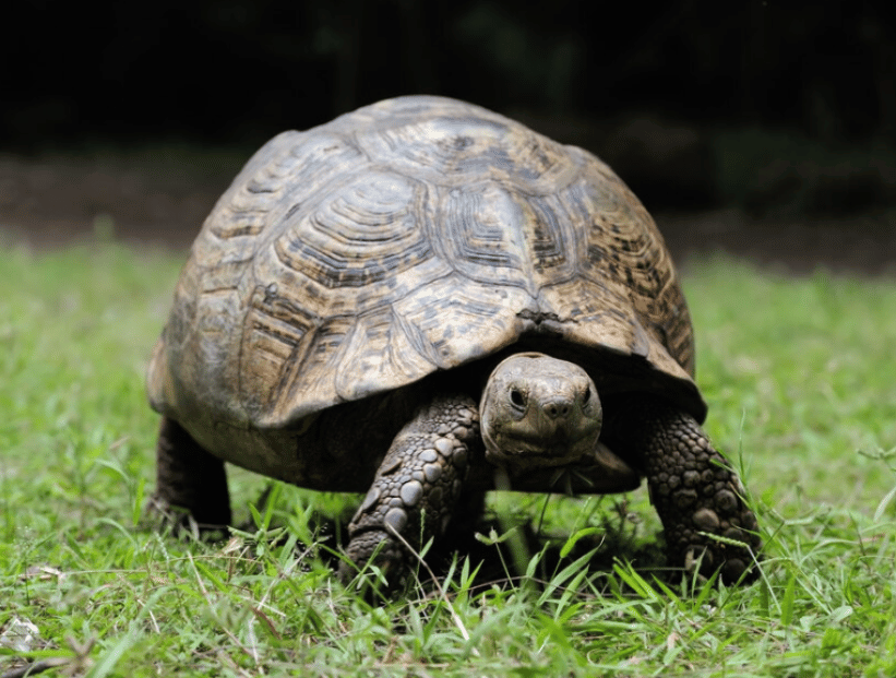 una tortuga con caparazón grande sobre el pasto verde en un patio. por qué viven tanto las tortugas