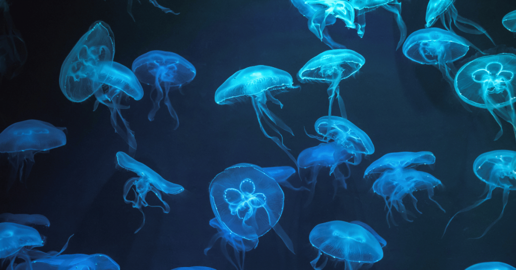 medusas luminosas azules nadando en el mar
