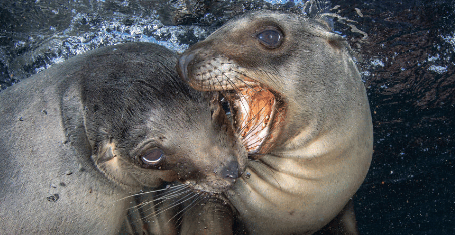 dos focas jugando adorables