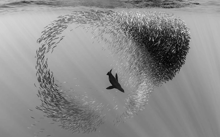 foto blanco y negro abajo del agua