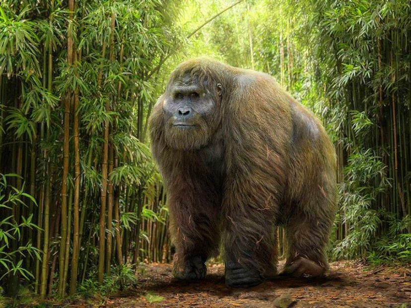 Cómo era el ‘Gigantopithecus blacki’ (el mayor simio de todos los tiempos) y por qué se extinguió