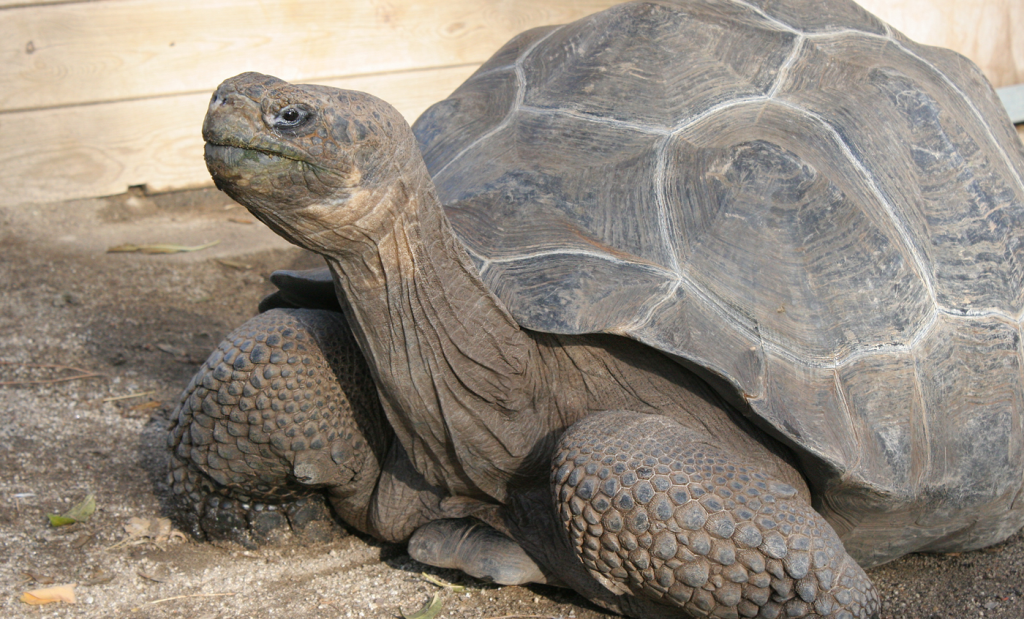 tortuga de galápagos