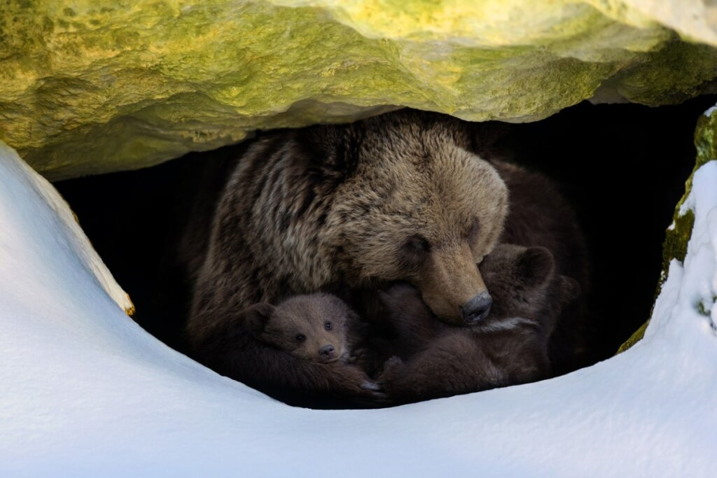 un oso con sus hijitos en un cueva