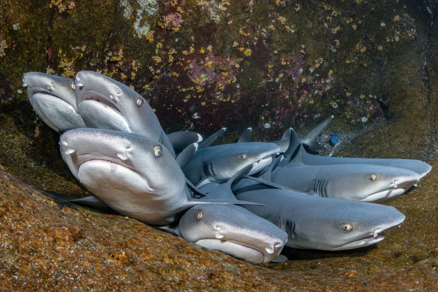 tiburones concurso de fotografía submarina