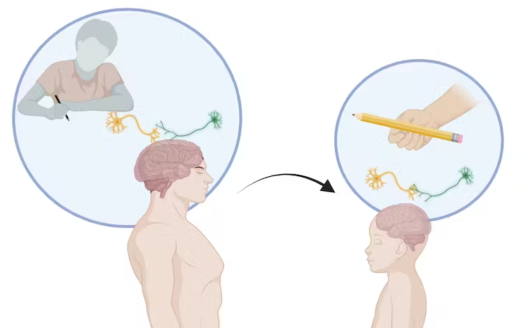 neuronas espejo imagen ilustrativa: dos personas con cerebros que se interconectados