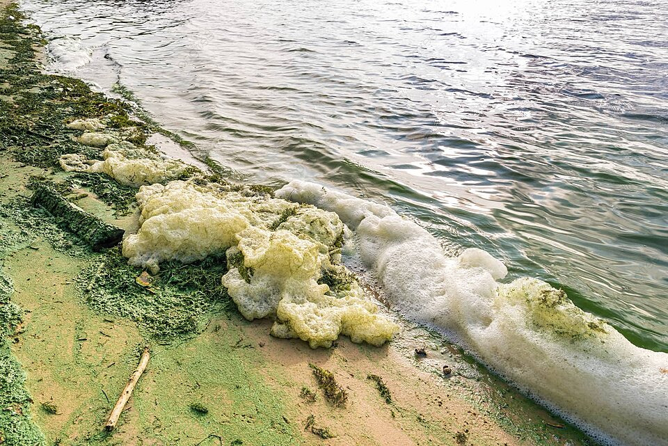 espuma marina con algas verdes