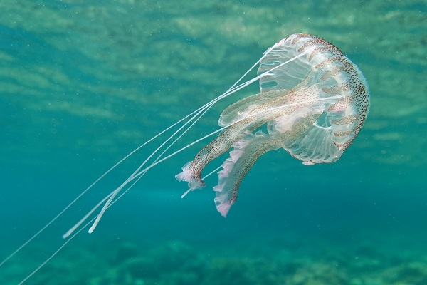 una medusa en el mar nadando