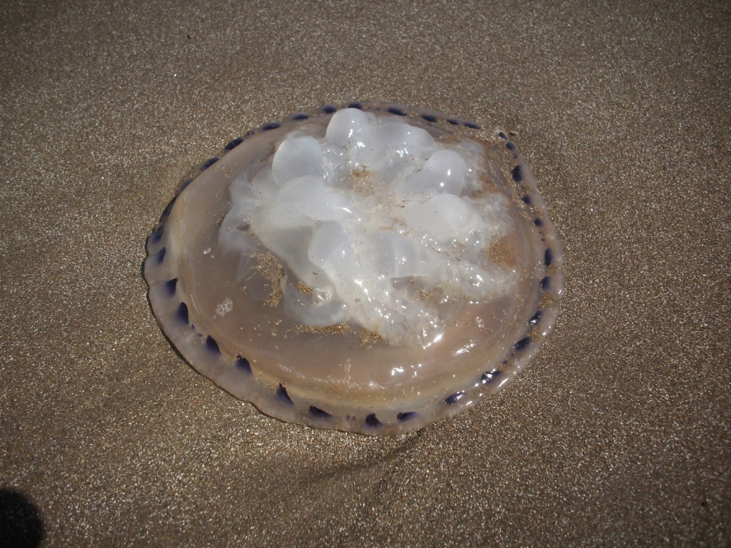 aguaviva agua mala en la arena medusa transparente