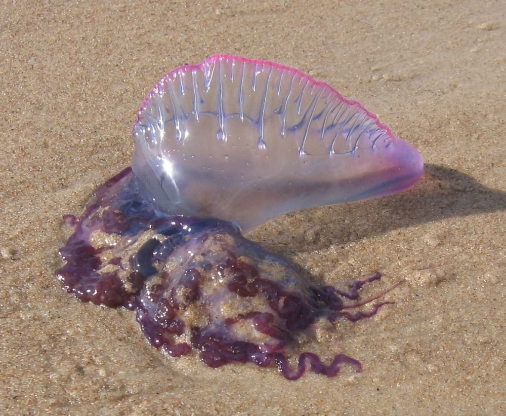 aguaviva violácea en la arena y sus tentáculos en detalle