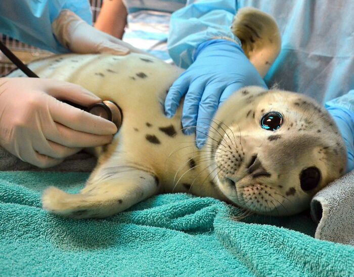 una foca bebé siendo atendido por la veterniaria