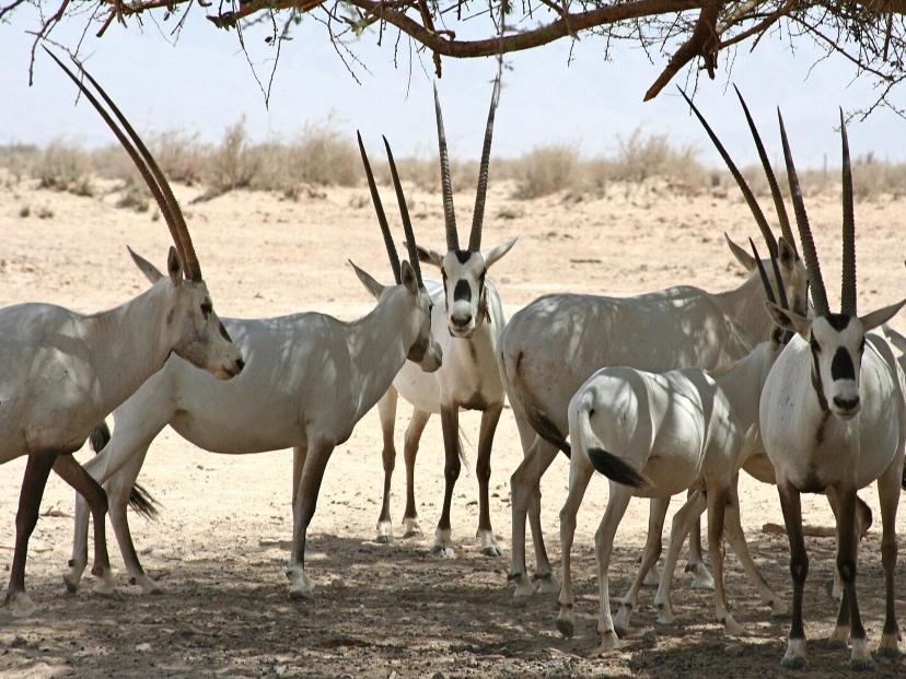 oryx-de-arabia