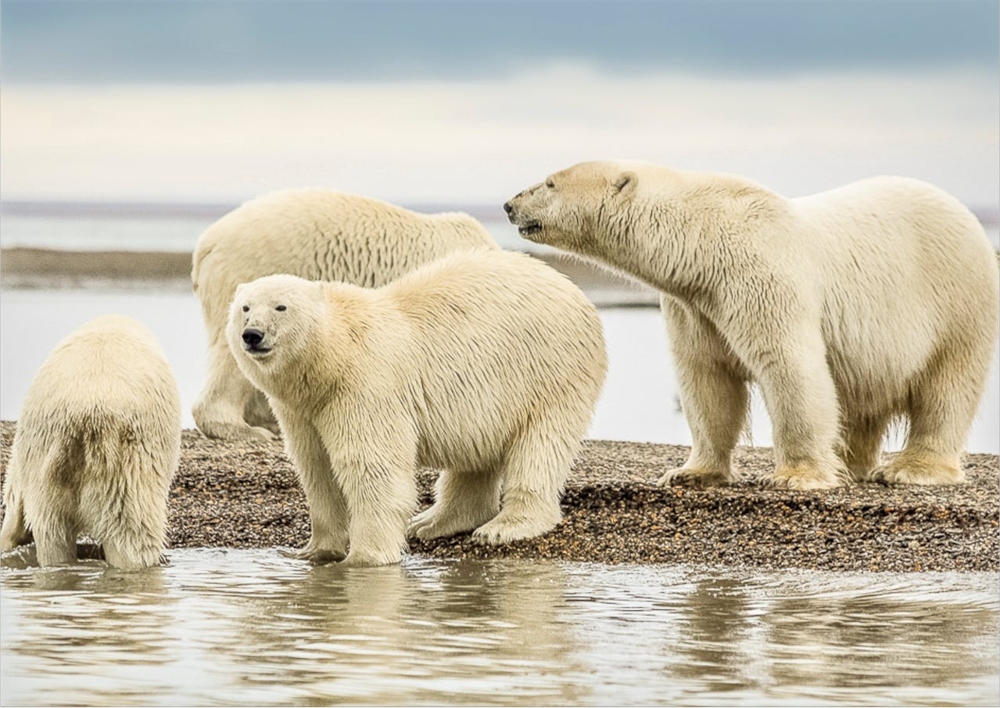 Un grupo de animales que son protagonistas en el Día del Oso Polar. 
