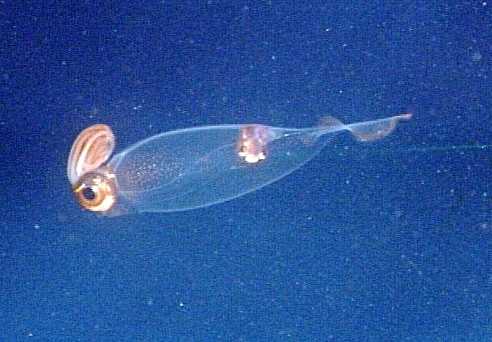 Foto de un calamar cranch. 