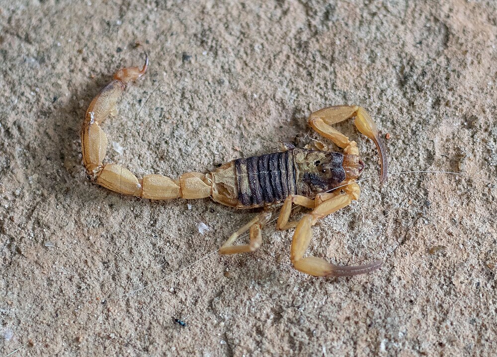 Un ejemplar del escorpión más peligroso de Sudamérica. 