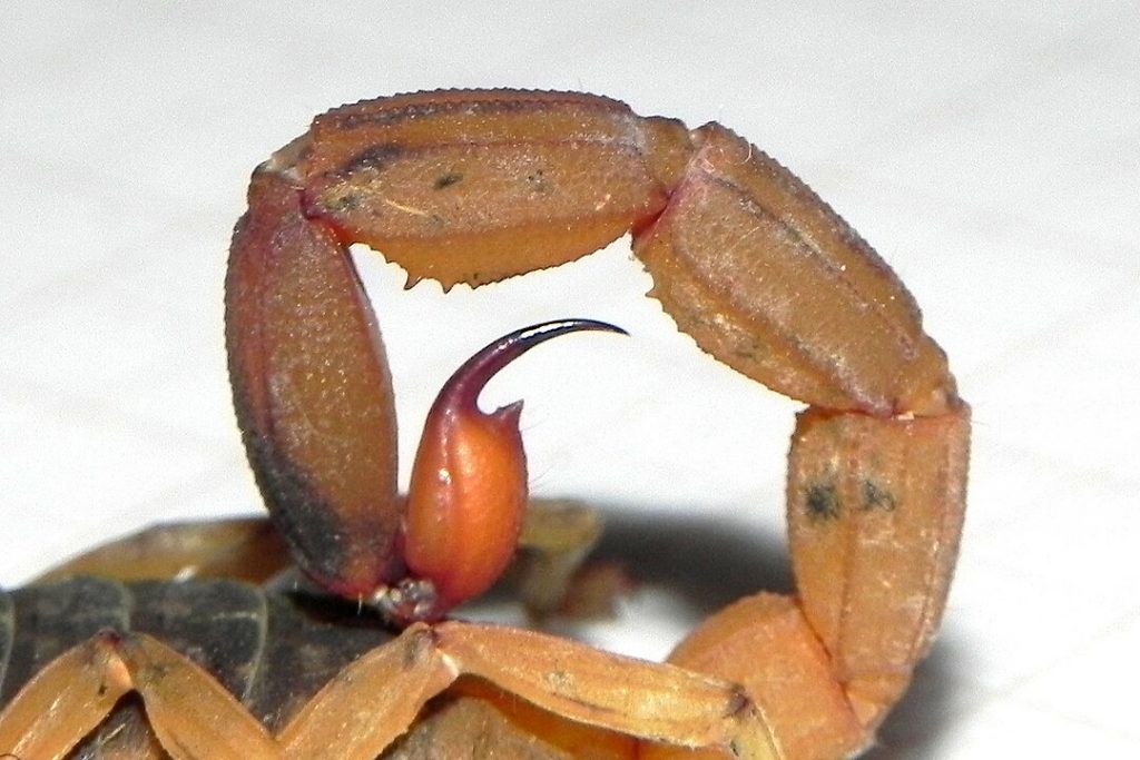 La cola de un ejemplar del escorpión más peligroso de Sudamérica. 