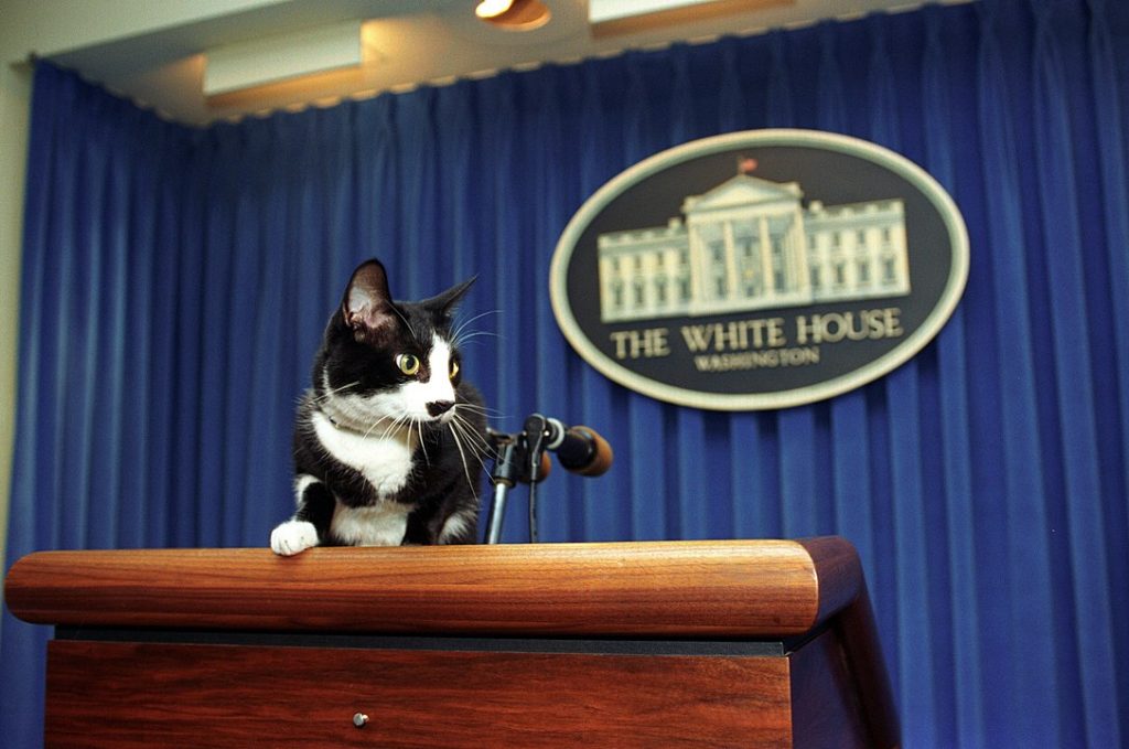 Socks, la mascota que inspiró la celebración del Día Internacional del Gato, en la Casa Blanca. 
