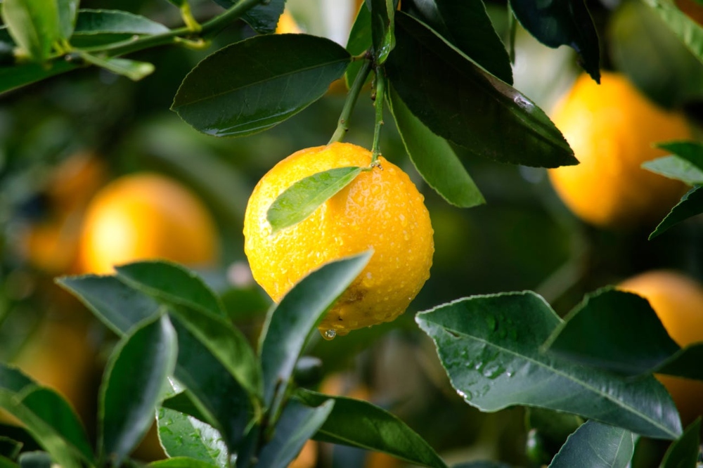 Planta del vivero de limones más grande del mundo. 