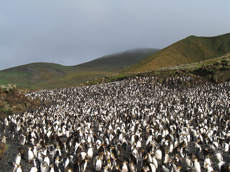 Poblaciones de pingüino real.