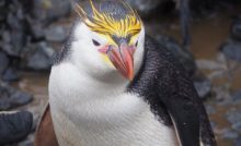 pingüino-real