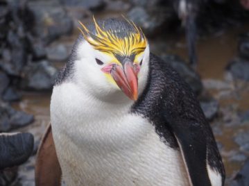 pingüino-real