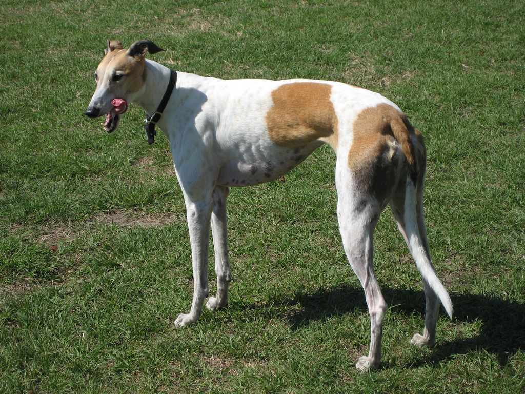 El perro más rápido del mundo, con su pelaje bicolor. 