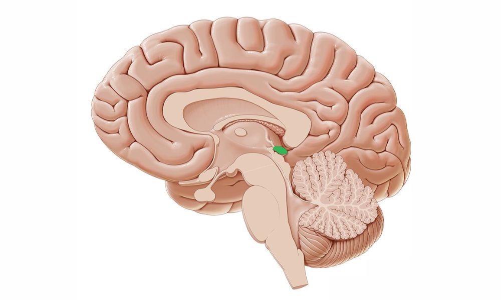 El órgano más pequeño, la glándula pineal, está ubicado en el cerebro.