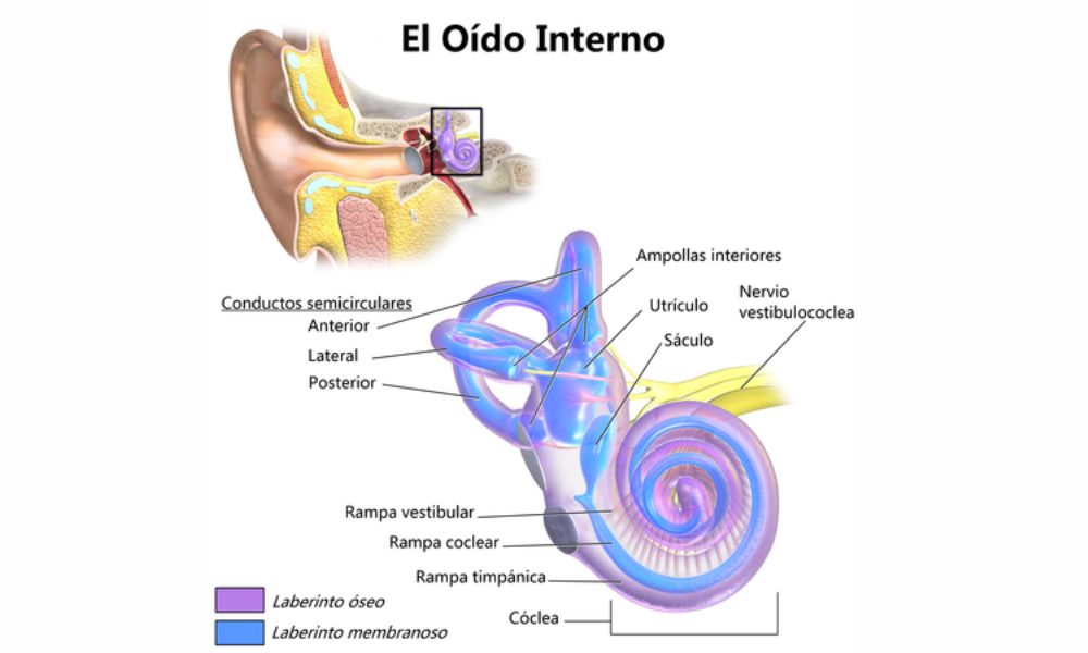 La cóclea, el segundo órgano más pequeño del cuerpo humano, está en el oído.