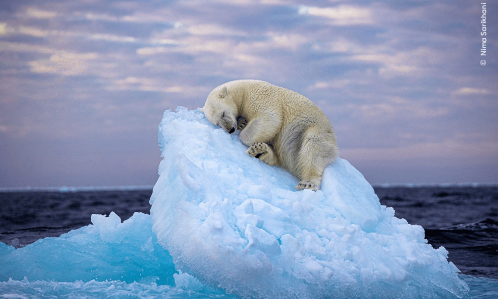 oso polar fotografía cambio climático Nima Sarikhani