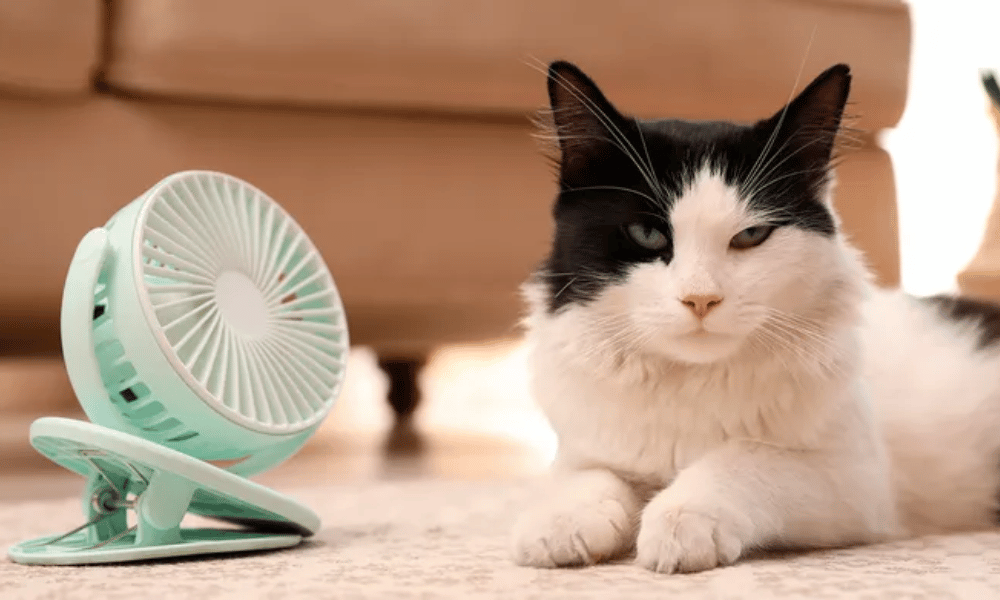 mascotas gato con ventilador gracioso blanco y negro