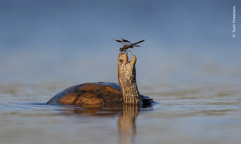 foto de tortuga con una libelula en la boca
