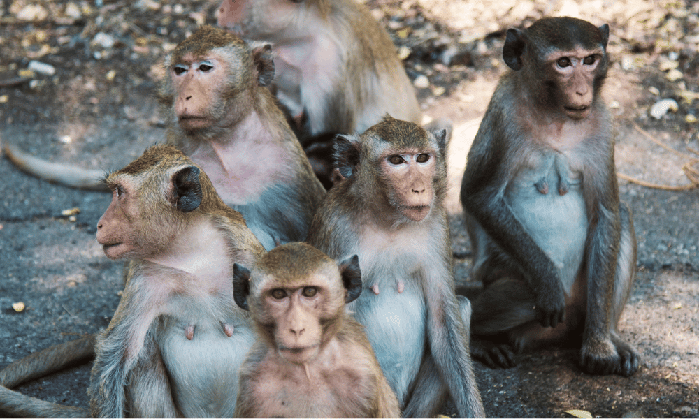 grupo de monos