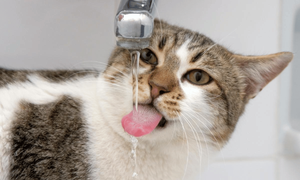 gato tomando agua de la canilla con la lengua afuera.