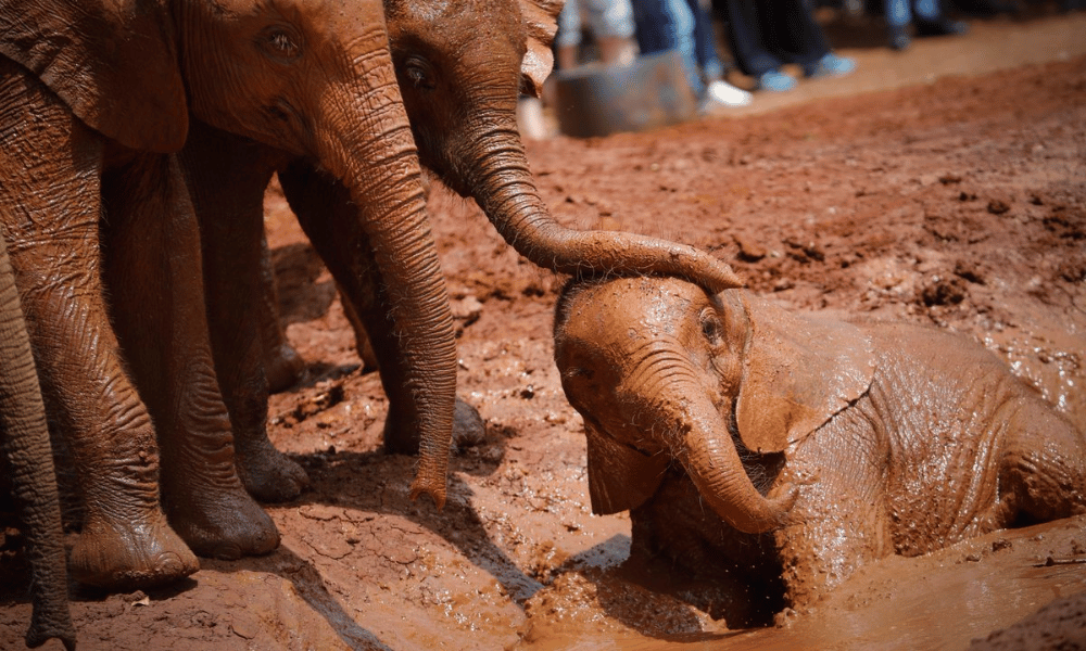 elefante bebé chiquito cubierto de barro marrón para protegerse del sol con elefantes adultos